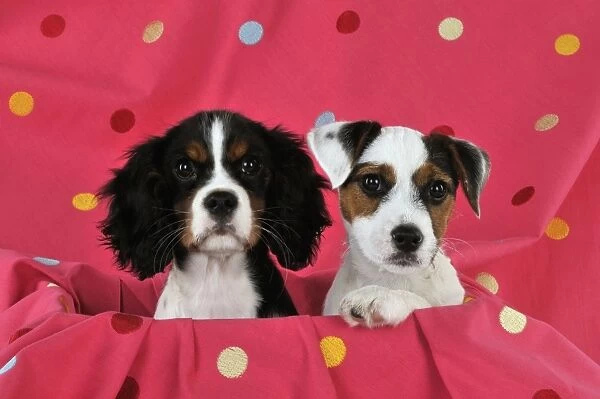 DOG. Cavalier king charles spaniel puppy and parson jack russell terrier puppy sitting together on spotty blanket