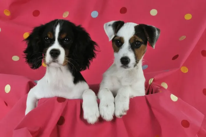 Framed Print : DOG. Cavalier king charles spaniel puppy and parson jack russell terrier puppy sitting together on spotty blanket