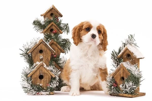 Dog - Cavalier King Charles Spaniel puppy sitting by festive bird boxes