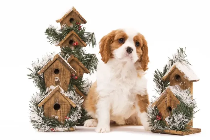Framed Print : Dog - Cavalier King Charles Spaniel puppy sitting by festive bird boxes