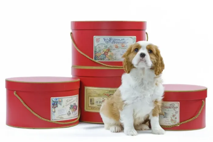 Framed Print : Dog - Cavalier King Charles Spaniel puppy sitting by hat boxes in studio Framed Print : Dog - Cavalier King Charles Spaniel puppy sitting by hat boxes in studio