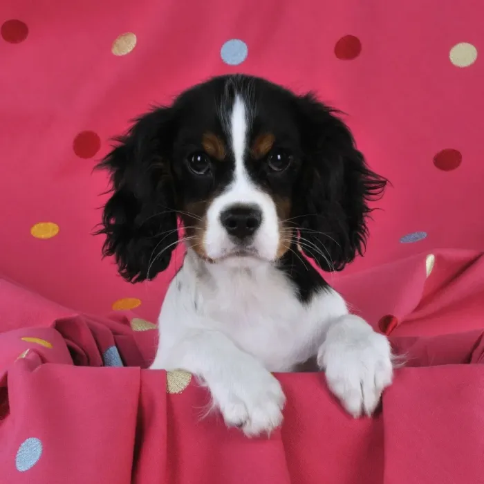 Framed Print : DOG. Cavalier king charles spaniel puppy sitting on spotty blanket Framed Print : DOG. Cavalier king charles spaniel puppy sitting on spotty blanket