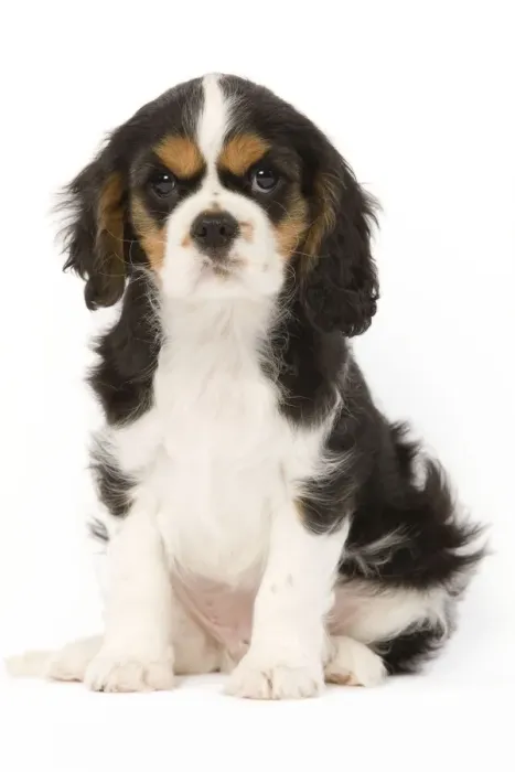 Framed Print : Dog - Cavalier King Charles Spaniel - puppy in studio Framed Print : Dog - Cavalier King Charles Spaniel - puppy in studio