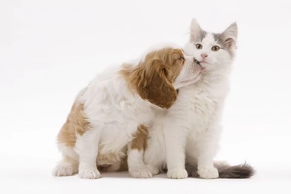 Dog - Cavalier King Charles Spaniel puppy in studio with kitten