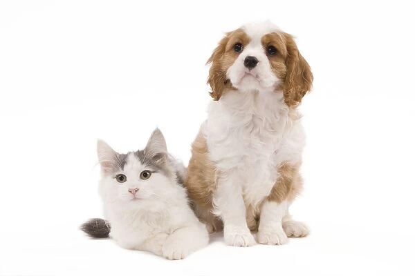 Dog - Cavalier King Charles Spaniel puppy in studio with kitten