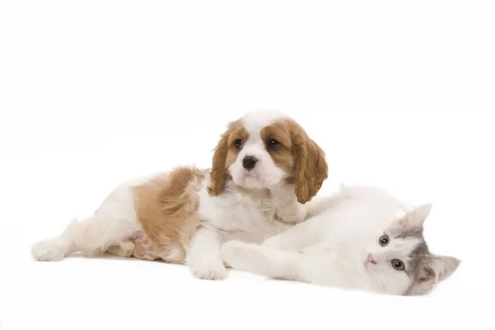 Framed Print : Dog - Cavalier King Charles Spaniel puppy in studio with kitten Framed Print : Dog - Cavalier King Charles Spaniel puppy in studio with kitten
