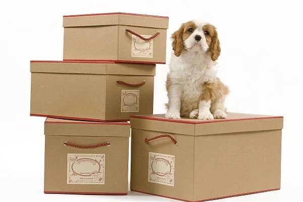Dog - Cavalier King Charles Spaniel - sitting on boxes in studio