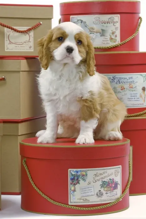Framed Print : Dog - Cavalier King Charles Spaniel - sitting on hat boxes in studio Framed Print : Dog - Cavalier King Charles Spaniel - sitting on hat boxes in studio
