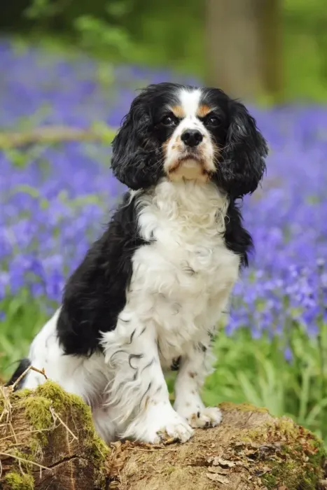 Framed Print : DOG. Cavalier king charles spaniel standing in bluebells Framed Print : DOG. Cavalier king charles spaniel standing in bluebells