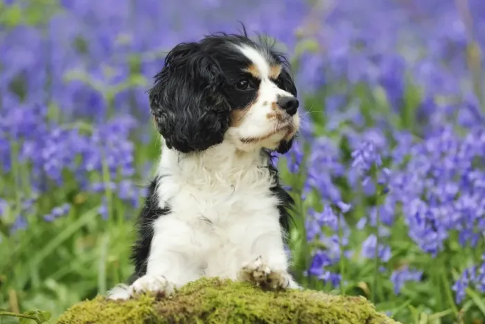 Framed Print : DOG. Cavalier king charles spaniel standing in bluebells Framed Print : DOG. Cavalier king charles spaniel standing in bluebells