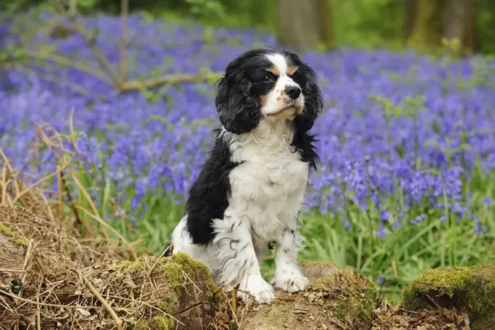 Framed Print : DOG. Cavalier king charles spaniel standing in bluebells Framed Print : DOG. Cavalier king charles spaniel standing in bluebells