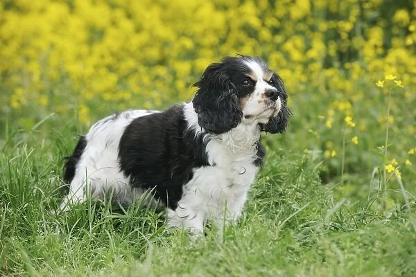DOG. Cavalier king charles spaniel standing in front of oil seed rape