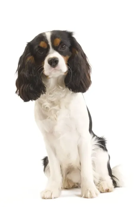 Framed Print : Dog - Cavalier King Charles Spaniel in studio Framed Print : Dog - Cavalier King Charles Spaniel in studio