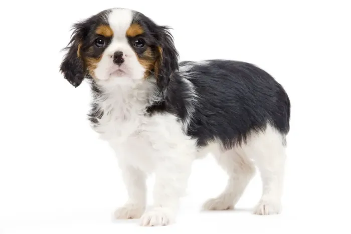 Framed Print : Dog - Cavalier King Charles Spaniel - in studio Framed Print : Dog - Cavalier King Charles Spaniel - in studio