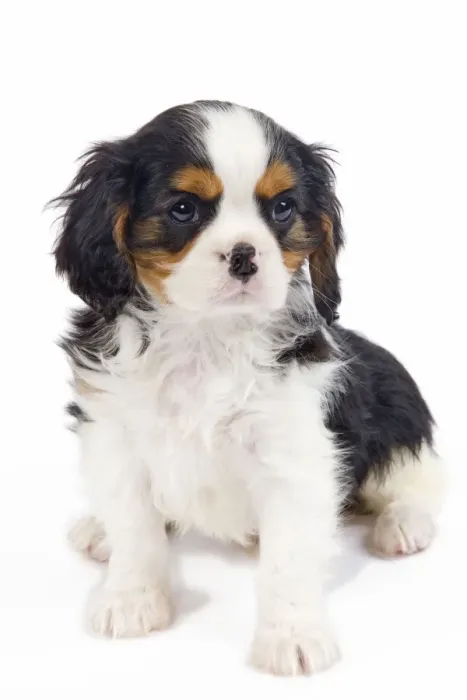 Framed Print : Dog - Cavalier King Charles Spaniel - in studio Framed Print : Dog - Cavalier King Charles Spaniel - in studio