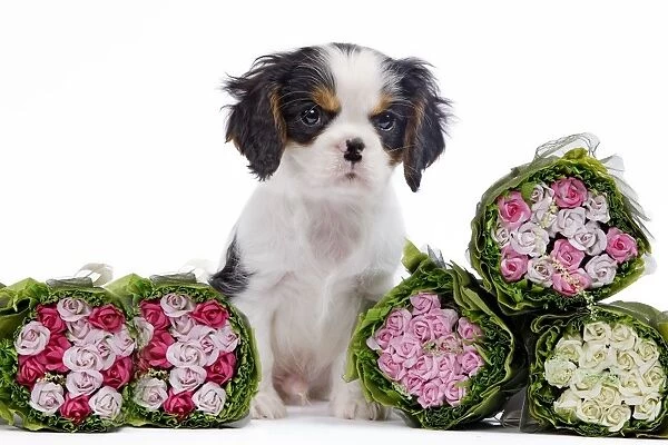 Dog - Cavalier King Charles Spaniel - in studio with bunches of flowers