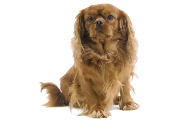 Framed Print : Dog - Cavalier King Charles Spaniel - in studio Framed Print : Dog - Cavalier King Charles Spaniel - in studio