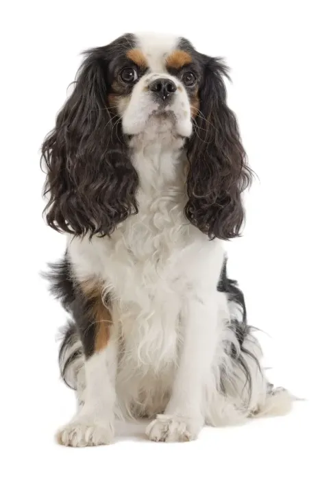 Framed Print : Dog - Cavalier King Charles Spaniel - in studio Framed Print : Dog - Cavalier King Charles Spaniel - in studio