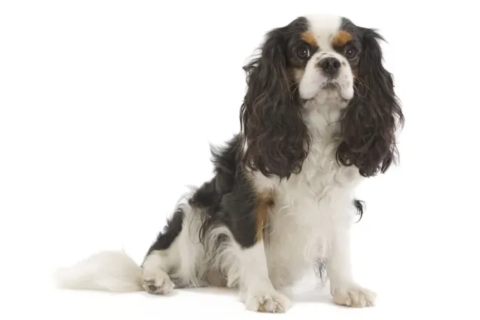 Framed Print : Dog - Cavalier King Charles Spaniel - in studio Framed Print : Dog - Cavalier King Charles Spaniel - in studio