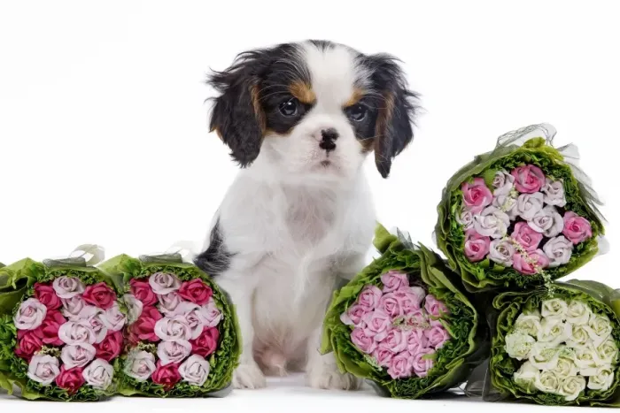 Framed Print : Dog - Cavalier King Charles Spaniel - in studio with bunches of flowers Framed Print : Dog - Cavalier King Charles Spaniel - in studio with bunches of flowers