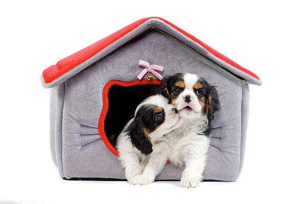 Dog - Cavalier King Charles Spaniels - in dog bed house