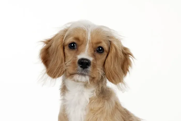 Framed Print : DOG - Cavapoo Framed Print : DOG - Cavapoo