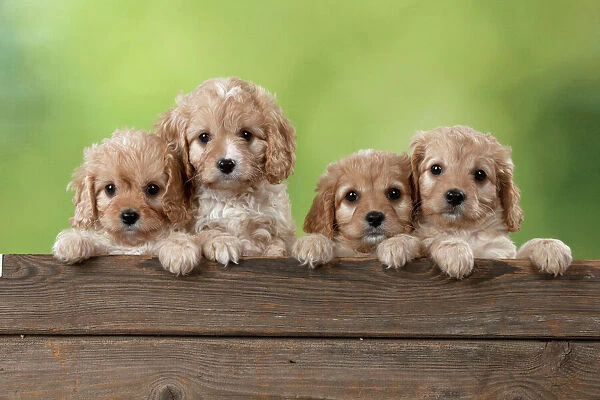 Dog Cavapoo puppies ( 7 wks old ) looking over fence