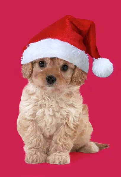 Dog - Cavapoo puppy 7 wks old with Christmas hat. Digital Manipulation