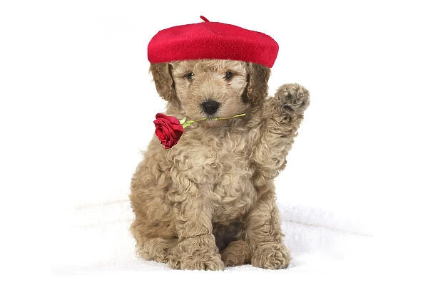 DOG. Cavapoo puppy studio with paw up holding red rose wearing a beret