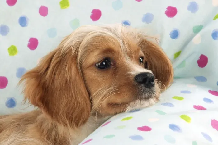 Framed Print : DOG - Cavapoo sitting on spotty blanket Framed Print : DOG - Cavapoo sitting on spotty blanket