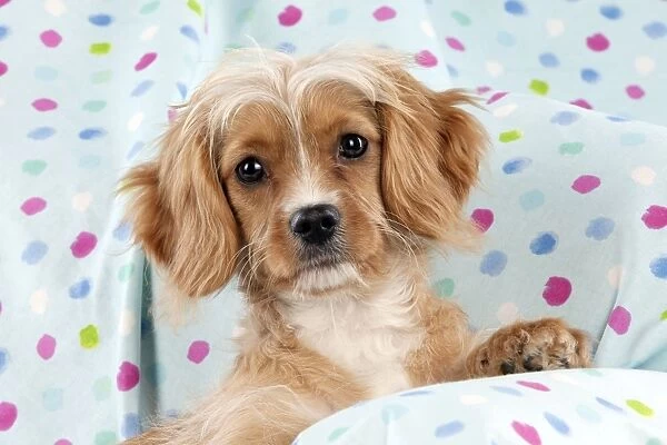 DOG - Cavapoo sitting on spotty blanket