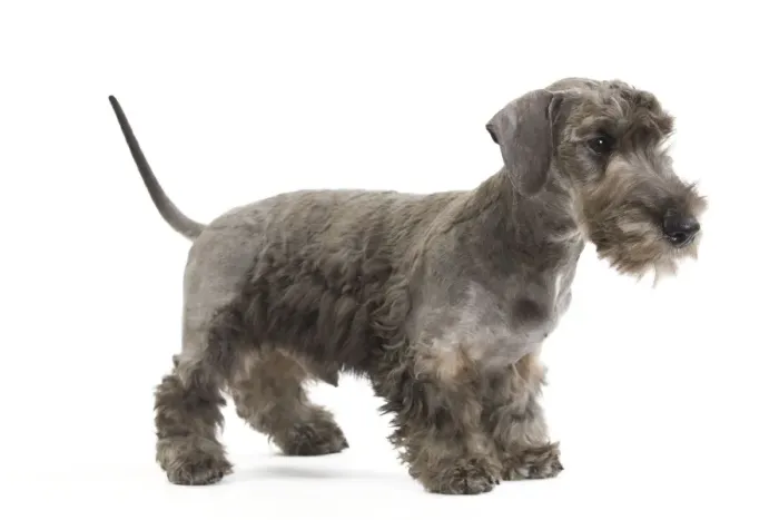 Framed Print : Dog - Cesky Terrier - Puppy in studio Framed Print : Dog - Cesky Terrier - Puppy in studio