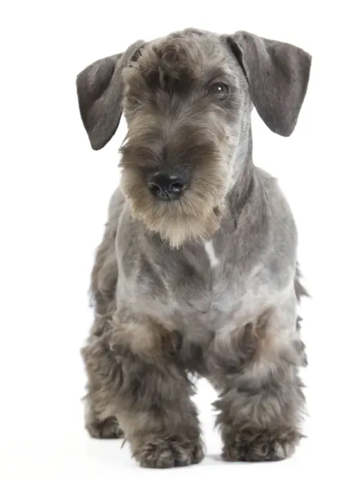 Framed Print : Dog - Cesky Terrier - Puppy in studio Framed Print : Dog - Cesky Terrier - Puppy in studio