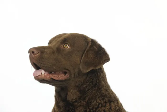 Framed Print : DOG. Cheasapeake bay retriever (head shot) Framed Print : DOG. Cheasapeake bay retriever (head shot)