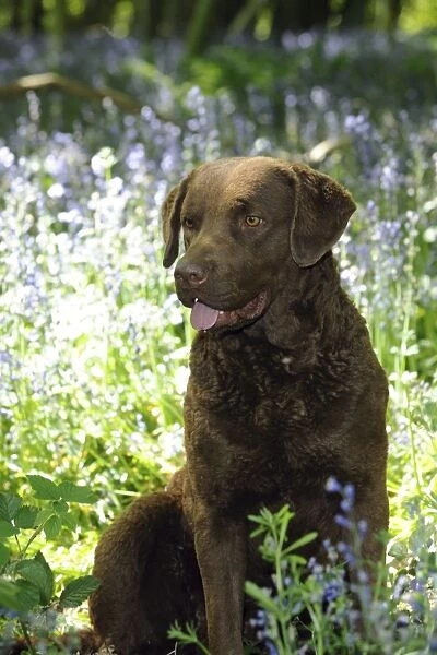 DOG. Cheasapeake bay retriever sitting in forget me nots