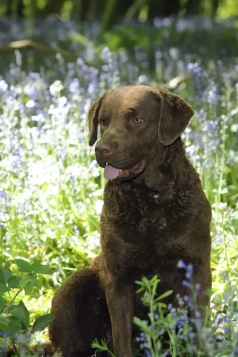 Framed Print : DOG. Cheasapeake bay retriever sitting in forget me nots Framed Print : DOG. Cheasapeake bay retriever sitting in forget me nots