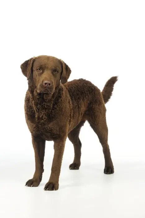 Framed Print : DOG. Cheasapeake bay retriever standing