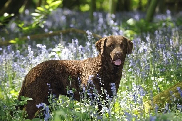 DOG. Cheasapeake bay retriever standing in forget me nots
