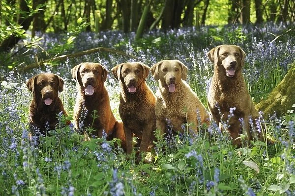 DOG. Chesapeake bay retrievers sitting in a row in forget me nots
