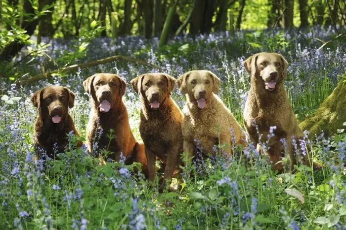 Framed Print : DOG. Chesapeake bay retrievers sitting in a row in forget me nots Framed Print : DOG. Chesapeake bay retrievers sitting in a row in forget me nots