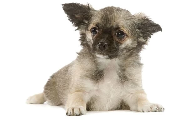 Dog - Chihuahua