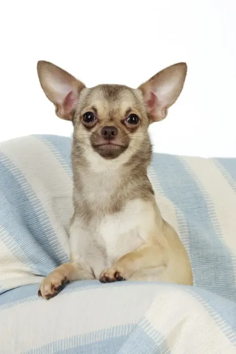 Framed Print : DOG. Chihuahua Framed Print : DOG. Chihuahua