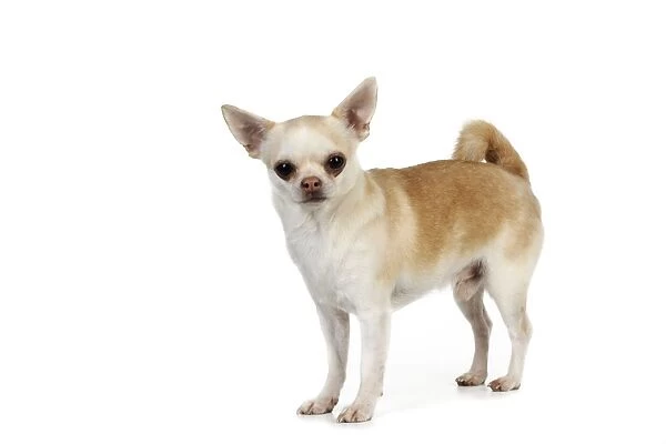 DOG. Chihuahua