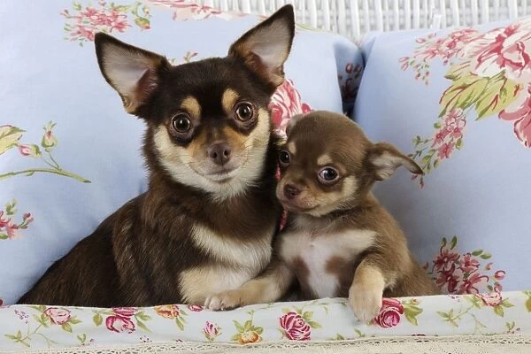 DOG. Chihuahua & chihuahua puppy sitting in basket