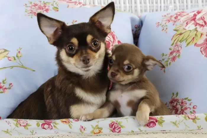 Framed Print : DOG. Chihuahua & chihuahua puppy sitting in basket Framed Print : DOG. Chihuahua & chihuahua puppy sitting in basket