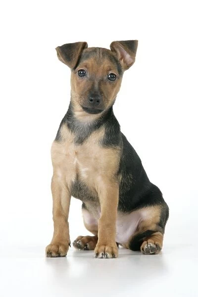 Dog - Chihuahua cross Dachshund - 7 week old puppy