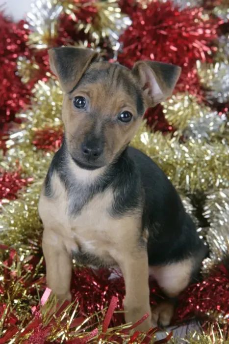 Framed Print : Dog - Chihuahua cross Dachshund - 7 week old puppy in Christmas tinsel Framed Print : Dog - Chihuahua cross Dachshund - 7 week old puppy in Christmas tinsel