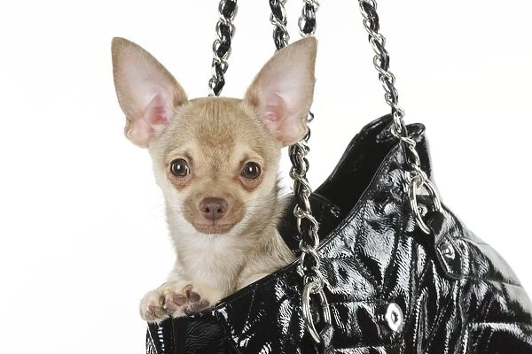 DOG. Chihuahua in handbag
