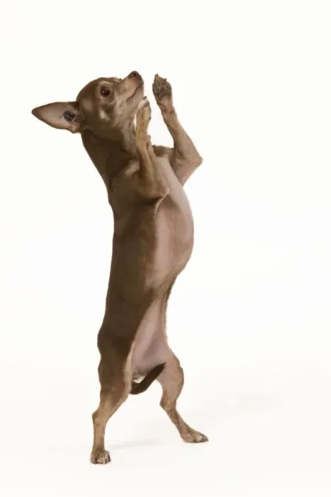 Framed Print : Dog - Chihuahua on hind legs dog dancing in studio Framed Print : Dog - Chihuahua on hind legs dog dancing in studio