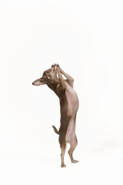 Dog - Chihuahua on hind legs dog dancing in studio
